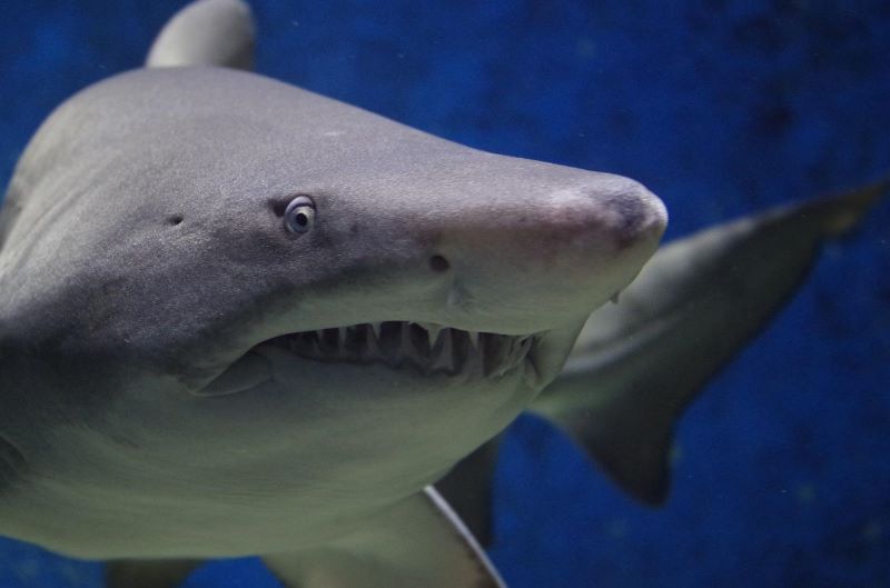Shark bites into prescription costs