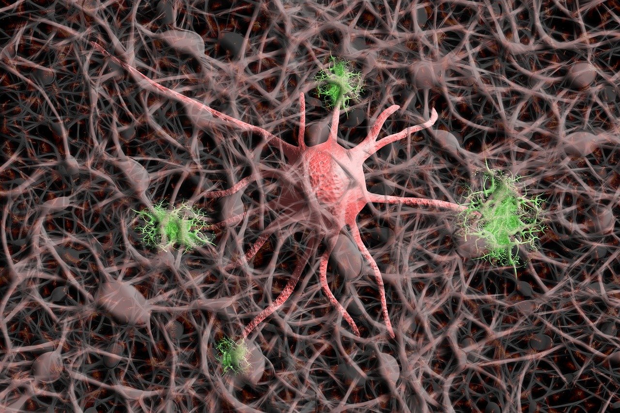Nerve cells, have myelin coating
