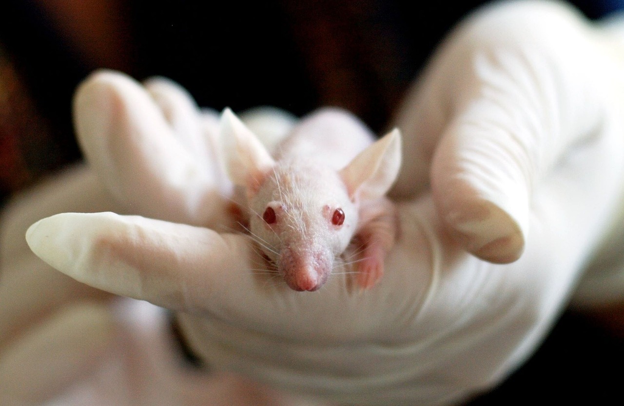 Is it time to end testing drugs on animals?